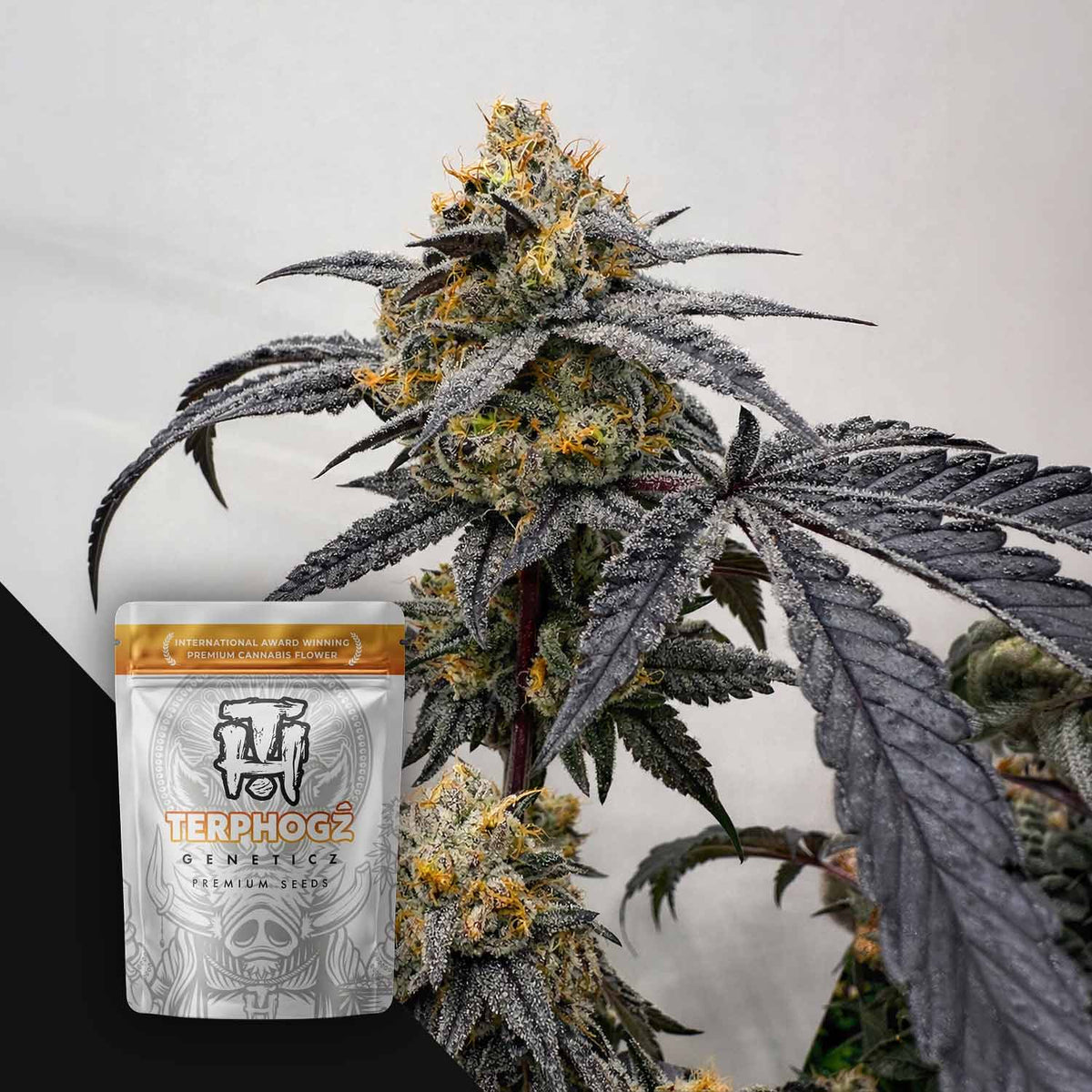 Terphogz - Pineapple Zowah