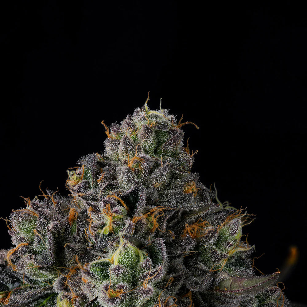 
                  
                    Wizard Trees - SHERBZ - Feminsiert
                  
                