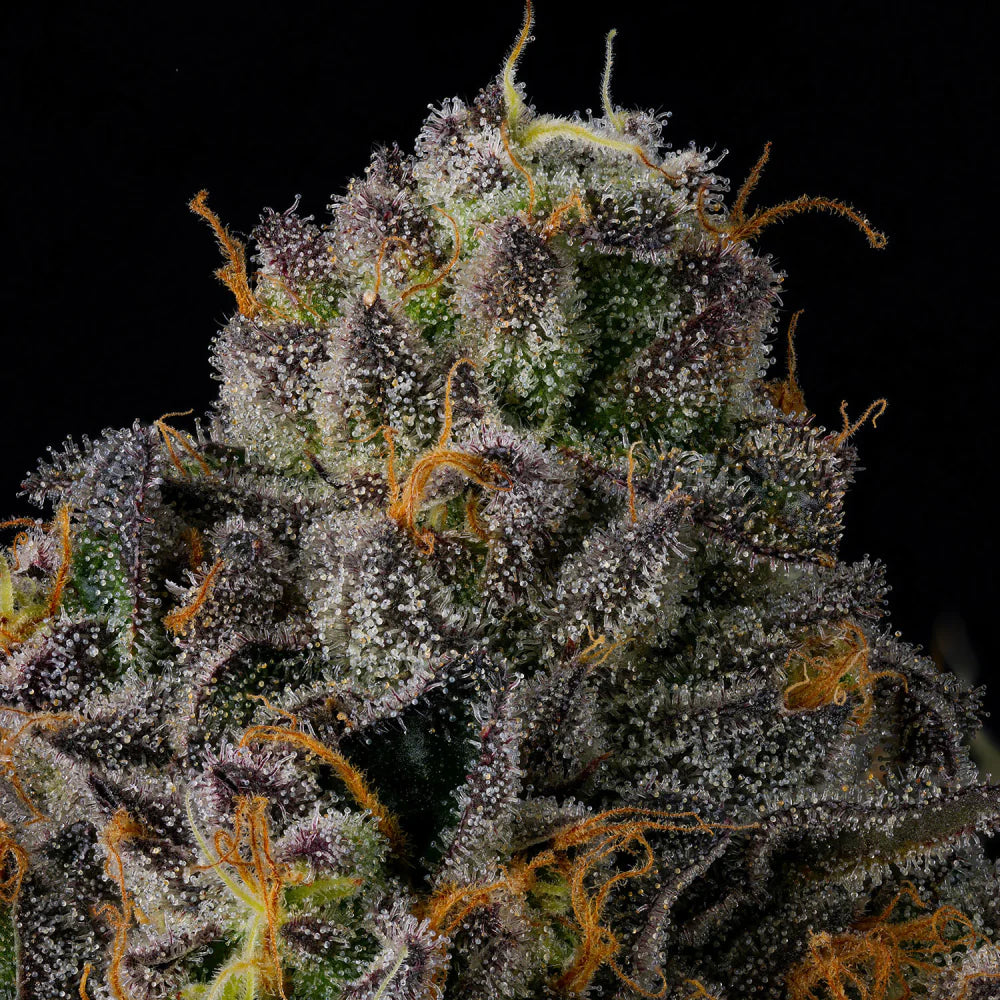 
                  
                    Wizard Trees - SHERBZ - Feminsiert
                  
                
