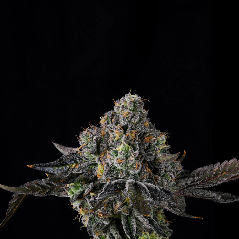 
                  
                    Wizard Trees - SHERBZ - Feminsiert
                  
                