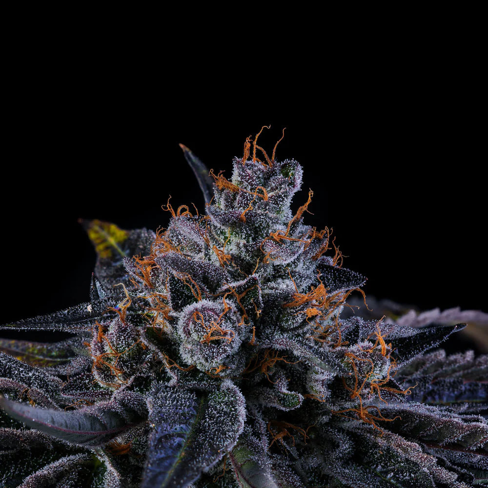 
                  
                    Wizard Trees - SHERBZOKA - Feminisiert
                  
                