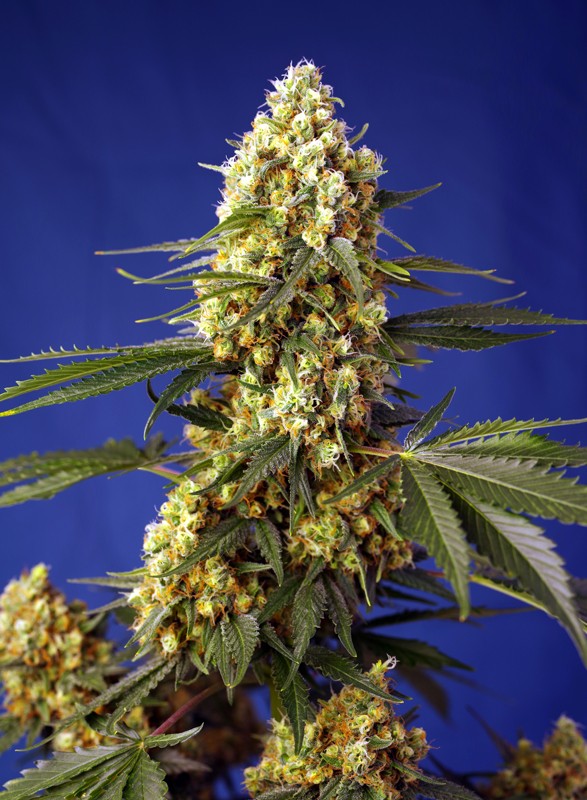 
                  
                    Strawberry Banana Gelato XL Auto®
                  
                