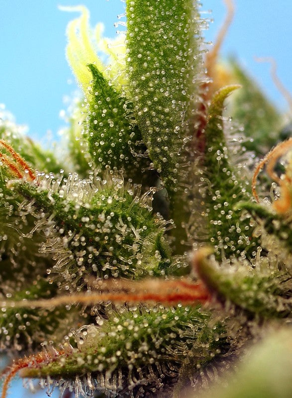 
                  
                    Strawberry Banana Gelato XL Auto®
                  
                