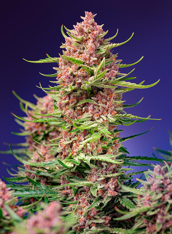 
                  
                    Sweetseeds - Strawberry Cola Sherbet F1 Fast Version®
                  
                