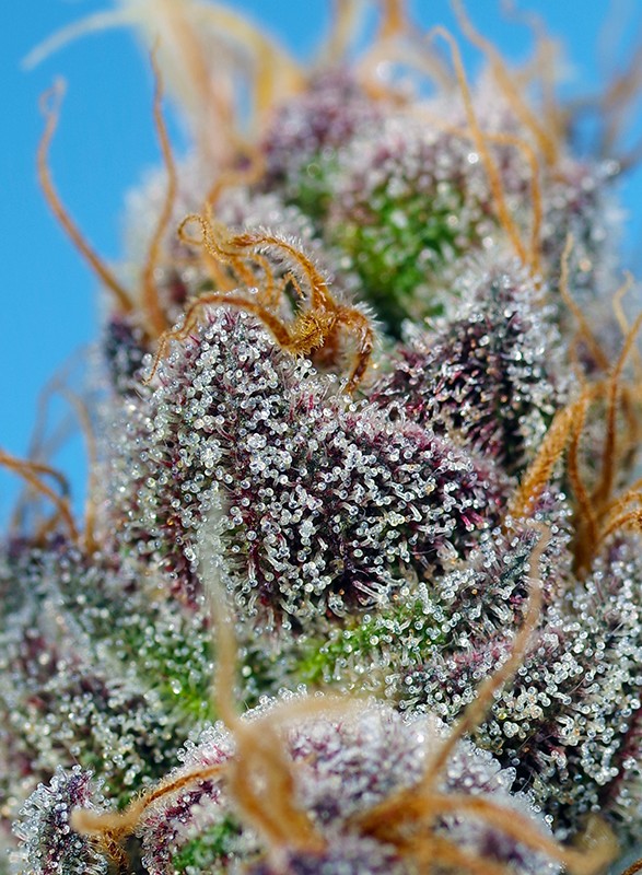 
                  
                    Sweetseeds - Strawberry Cola Sherbet F1 Fast Version®
                  
                