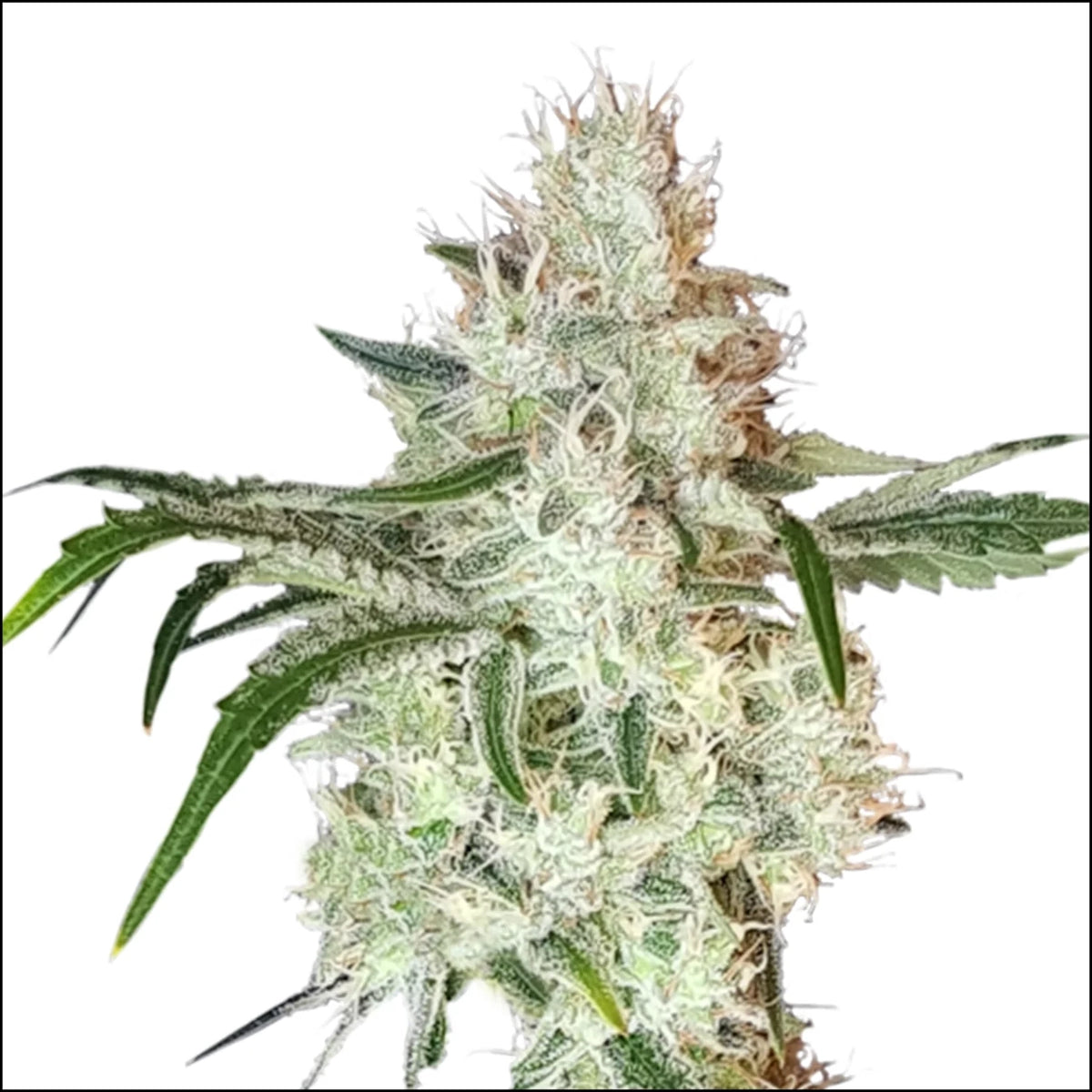 
                  
                    Super Sativa Seed Club - LEMON OG - Feminisiert
                  
                