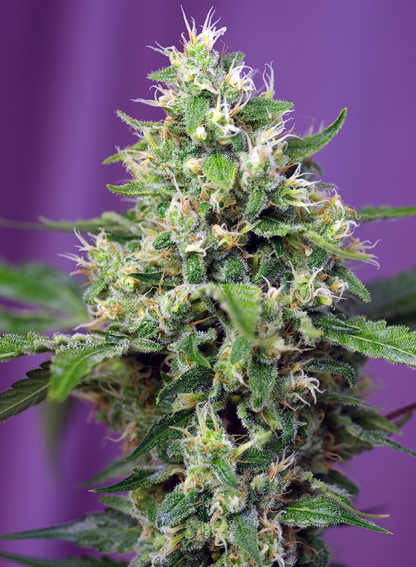 
                  
                    Sweet Amnesia Haze XL Auto®
                  
                