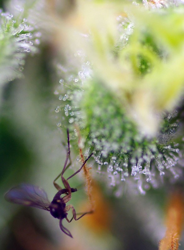 
                  
                    Sweet Amnesia Haze XL Auto®
                  
                