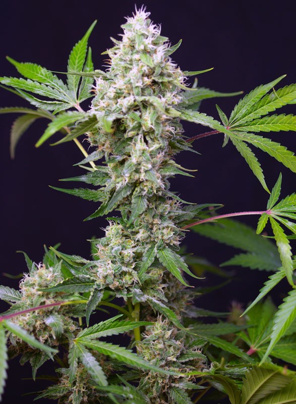 
                  
                    Sweet Amnesia Haze XL Auto®
                  
                