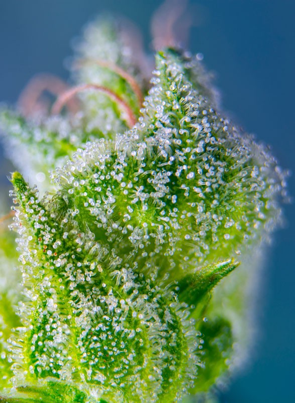 
                  
                    Sweet Amnesia Haze XL Auto®
                  
                