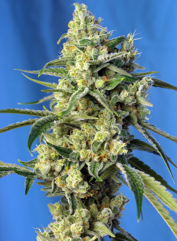 
                  
                    Sweetseeds - Sweet Amnesia Haze®
                  
                