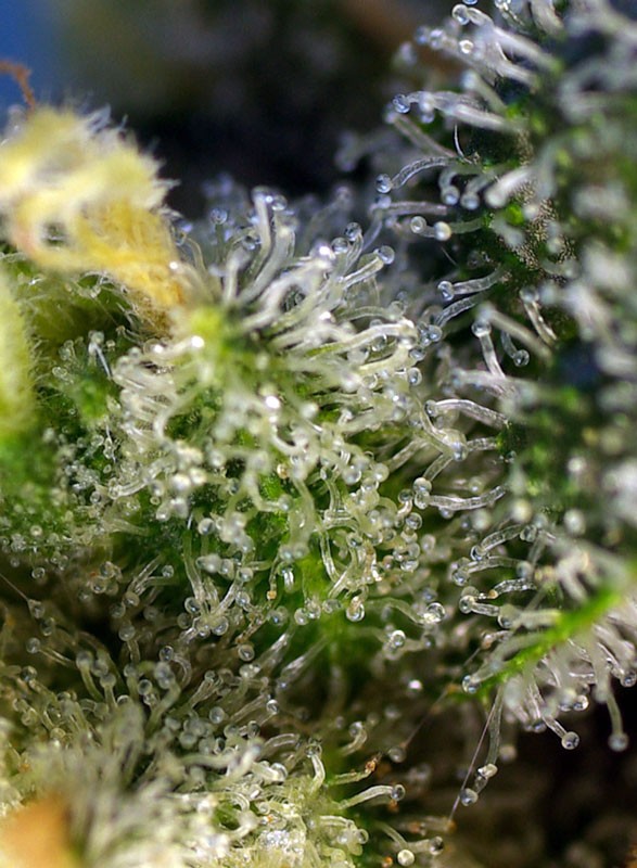 
                  
                    Sweetseeds - Sweet Amnesia Haze®
                  
                