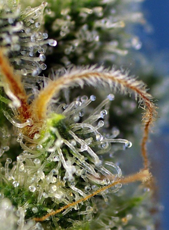 
                  
                    Sweetseeds - Sweet Amnesia Haze®
                  
                