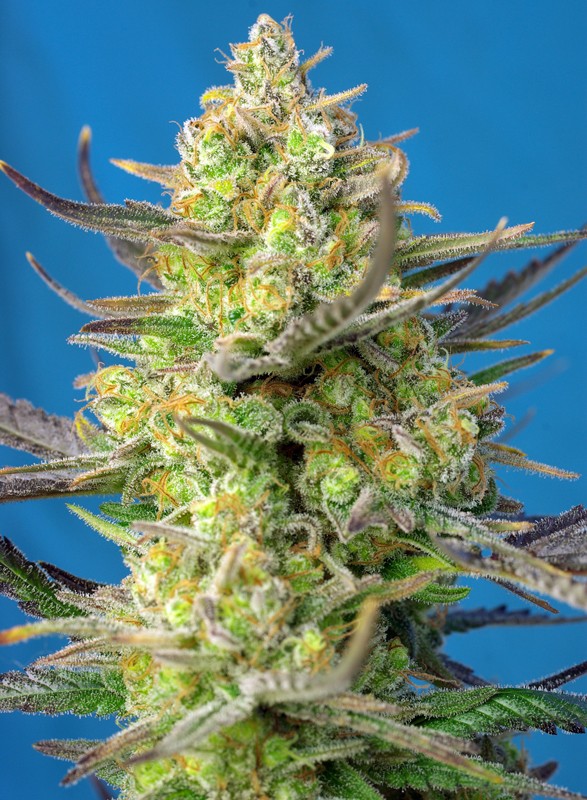
                  
                    Sweet Cheese XL Auto®
                  
                