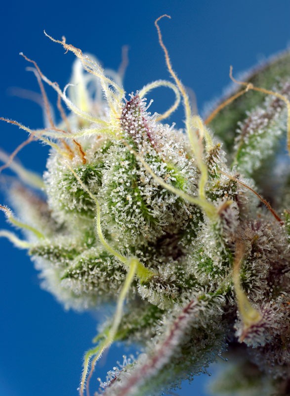 
                  
                    Sweet Cheese XL Auto®
                  
                