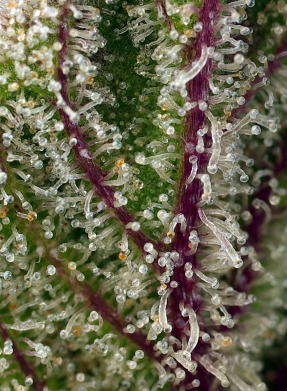 
                  
                    Sweet Cheese XL Auto®
                  
                