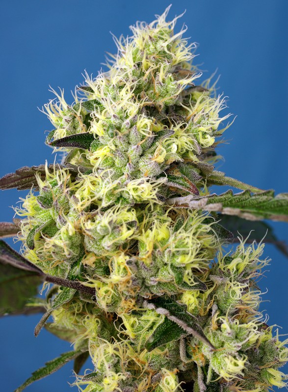 
                  
                    Sweet Gelato Auto®
                  
                
