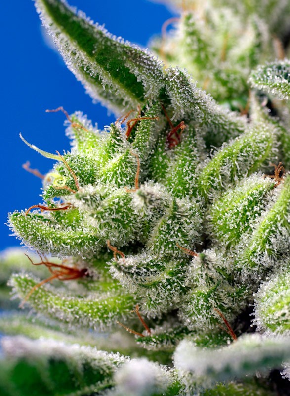 
                  
                    Sweet Gelato Auto®
                  
                