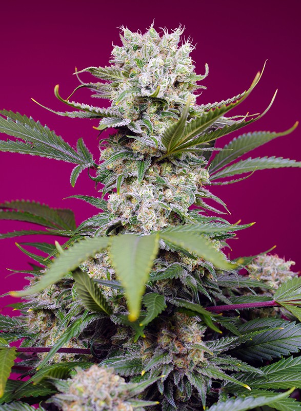 
                  
                    Sweet Mandarine Zkittlez XL Auto®
                  
                