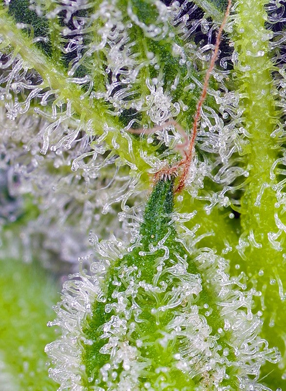 
                  
                    Sweet Mandarine Zkittlez XL Auto®
                  
                