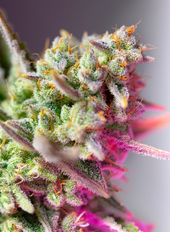 
                  
                    Sweet Mimosa XL Auto®
                  
                