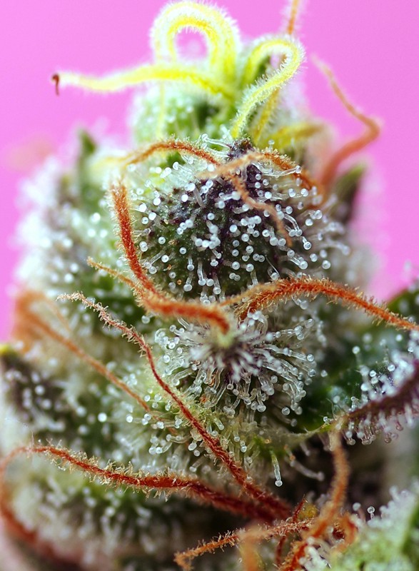 
                  
                    Sweet Mimosa XL Auto®
                  
                