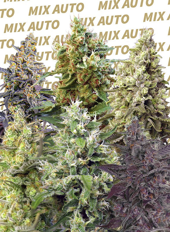 
                  
                    Sweet Mix Auto®
                  
                