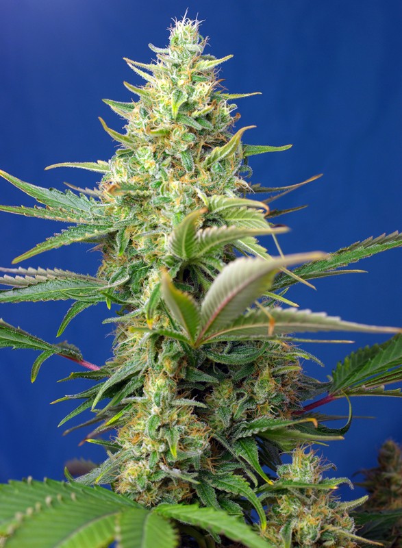 
                  
                    Sweetseeds - Sweet Pure Auto CBD®
                  
                