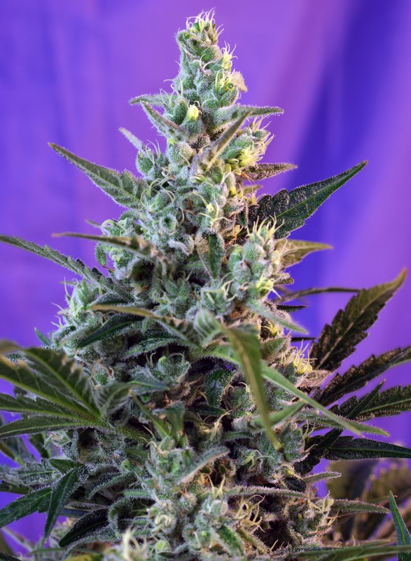 
                  
                    Sweet Skunk Auto®
                  
                