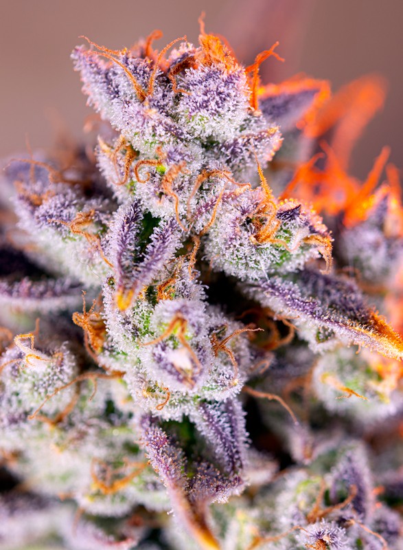 
                  
                    Sweetseeds - Tropicanna Poison XL Auto®
                  
                